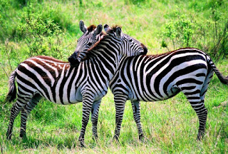Zebras, Zebras Hug, Wildlife